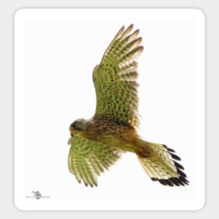 Kestrel in flight Sticker